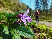 Anello sul Monte Scanapà, balcone panoramico verso la Regina delle Orobie, il 23 aprile 2014 - FOTOGALLERY